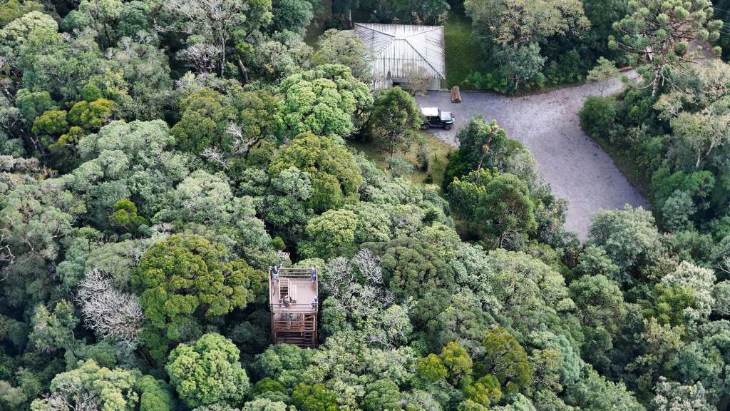 O segredo da avifauna pertinho de&nbsp;Curitiba